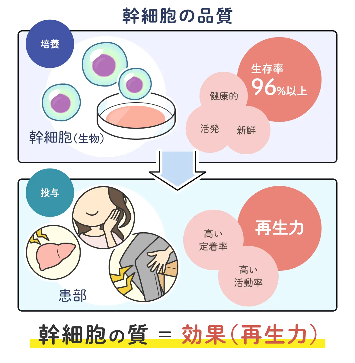 再生医療は、幹細の質が大切