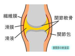 膝の構造