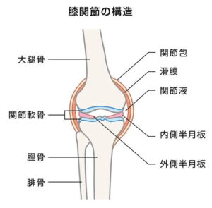 膝の構造