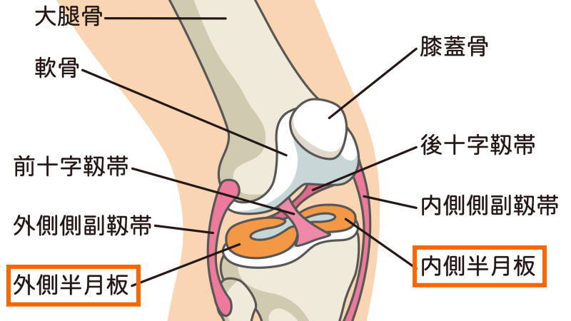 半月板損傷とは