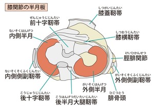 膝の半月板　構造図