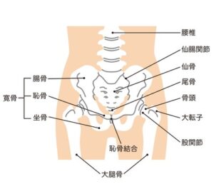 股関節の詳細図